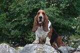 BASSET HOUND 145